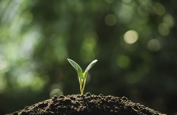 Sadzonek i roślin w glebie i kopia miejsce na wstawianie tex — Zdjęcie stockowe