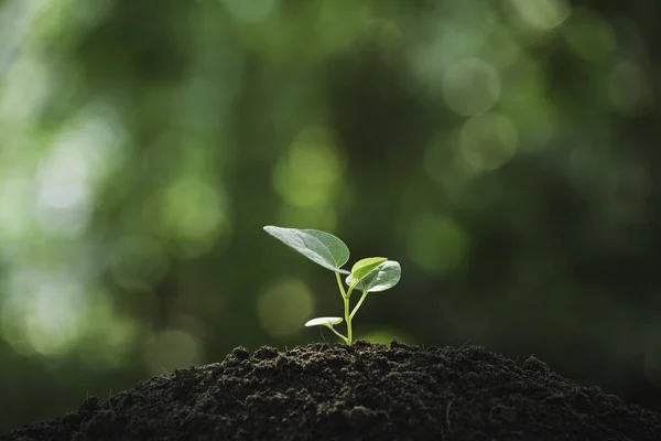 Zaailing en plant groeit in de bodem en kopie ruimte voor invoegen tex — Stockfoto
