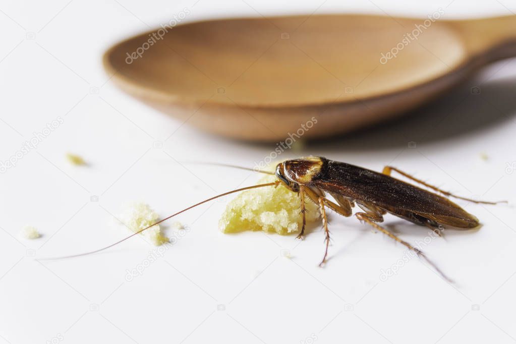 Cockroach eating whole wheat bread. Cockroach on the whole wheat