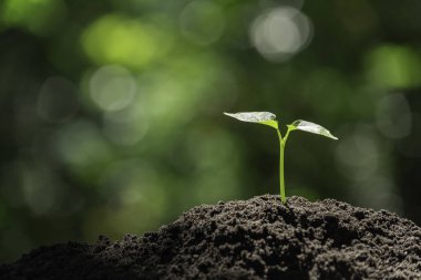 Fide ve toprak ve kopya alanı için büyüyen bitki tex Ekle