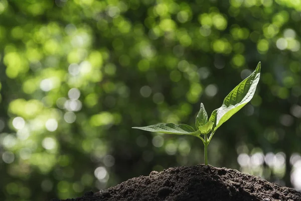 Zaailing en plant groeit in de bodem en kopie ruimte voor invoegen tex — Stockfoto