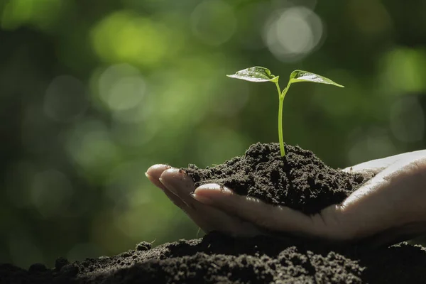 Mão segurando uma planta verde e pequena. Plantas verdes frescas no natu — Fotografia de Stock