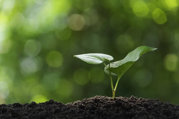 Seedling and plant growing in soil and copy space for insert tex — Stock Photo, Image