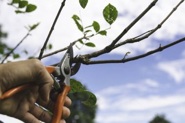 Bahçıvan, arka planda budama makası olan ağaçları buduyor..