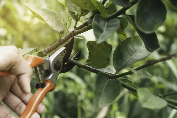 Tuinman snoeibomen met snoeischaar op natuurondergrond. — Stockfoto