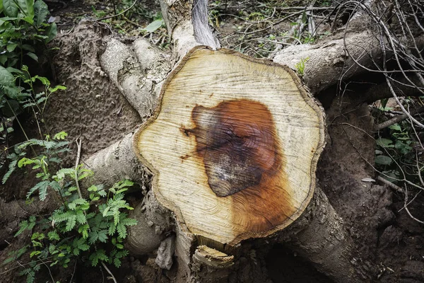 잔디에 죽은 나무 그루터기. 오래된 죽은 나무 그루터기 후 나무는 c — 스톡 사진