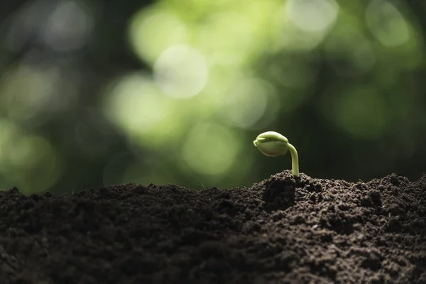 Seedling and plant growing in soil and copy space for insert tex — Stock Photo, Image