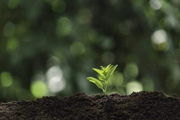 Sämlinge und Pflanzen wachsen im Boden und kopieren Platz für Einlegetex — Stockfoto
