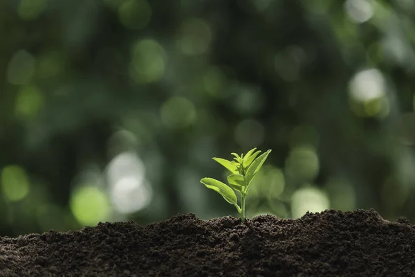 Plántulas y plantas que crecen en el suelo y espacio de copia para insertar tex — Foto de Stock