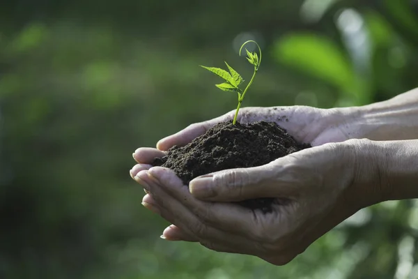 Human hands holding green small plant for life and ecology conce — Stock Photo, Image