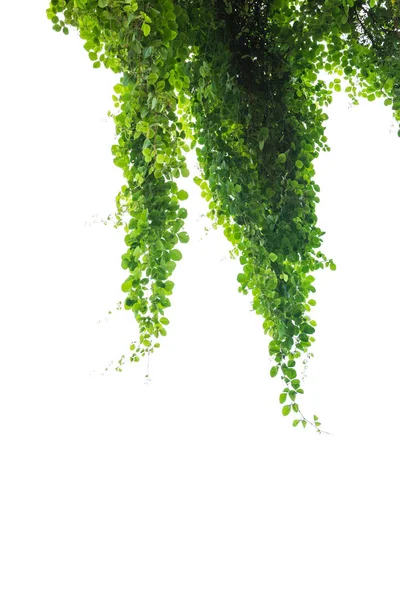 Pianta verde, foglie verdi isolate su fondo bianco . — Foto Stock