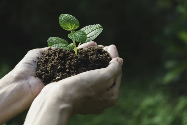 삽입 할 수있는 복사할 공간 이 있는 녹색의 작은 식물을 들고 있는 사람의 손 — 스톡 사진