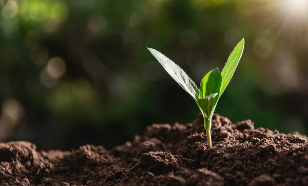 苗とテキストの挿入の土壌やコピー スペースで育つ植物 — ストック写真