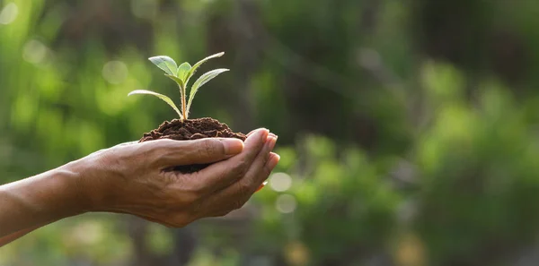 Mão Segurando Uma Planta Verde Pequena Plantas Verdes Frescas Fundo — Fotografia de Stock