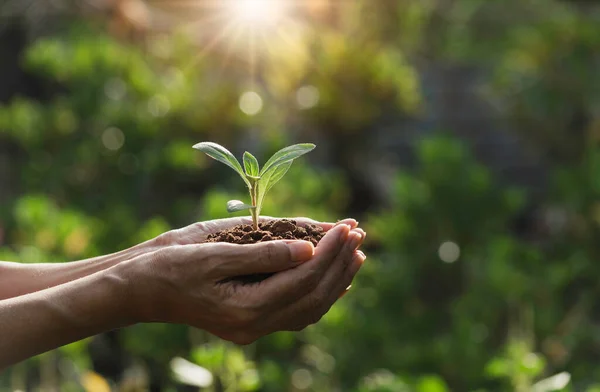 Mão Segurando Uma Planta Verde Pequena Plantas Verdes Frescas Fundo — Fotografia de Stock