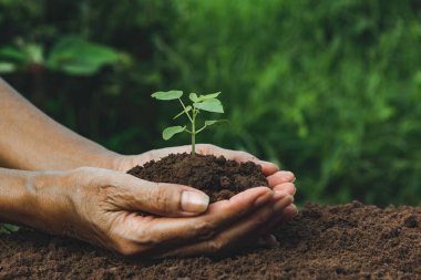 Bir yeşil ve küçük bitki tutan el. Doğa zemin üzerine Yeşil taze bitkiler.