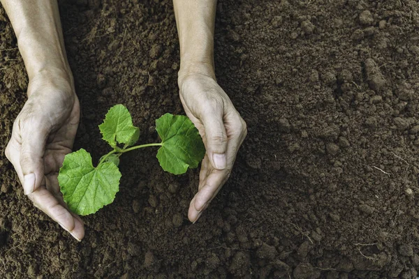 Hand Schützt Eine Grüne Junge Pflanze Die Boden Auf Verschwommenem — Stockfoto