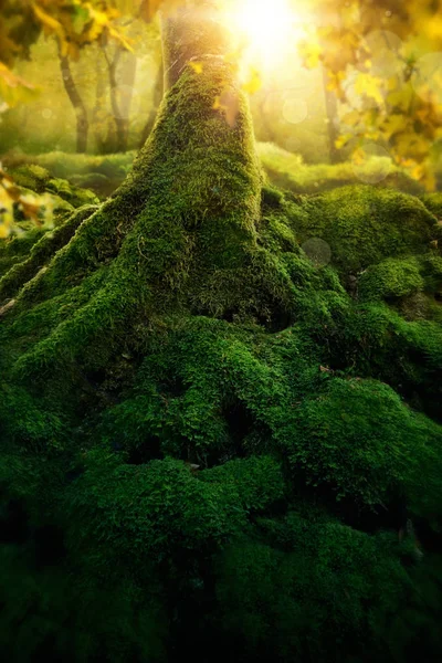 Bosque Mágico Profundo Con Sol — Foto de Stock