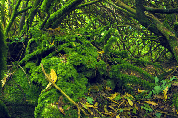 Mossy wood in Ireland