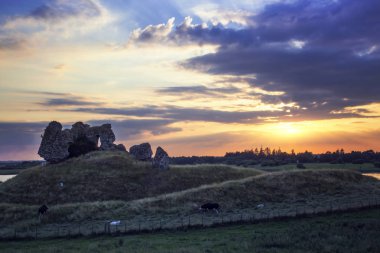 Clonmacnoise kalesi kalıntıları ve sığır. County Offaly. İrlanda