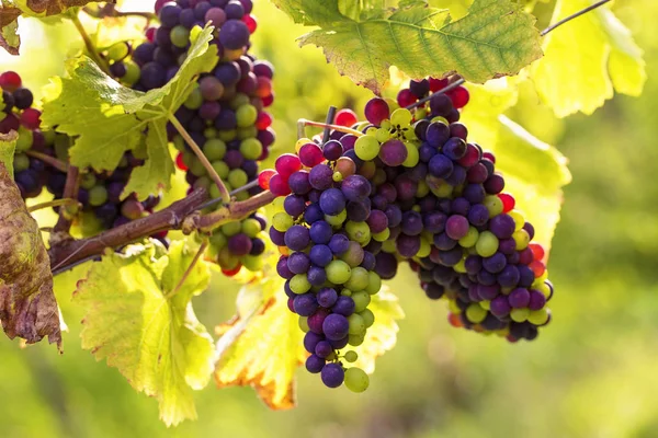 Kilka Czarnych Winogron Winorośli — Zdjęcie stockowe