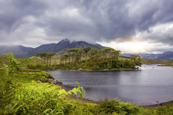 Kieferninsel Connemara Nationalpark Irland — Stockfoto