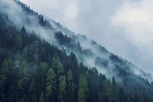 Floresta Nebulosa Pela Manhã Áustria — Fotografia de Stock