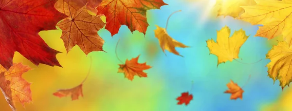 Outono Abstrato Fundo Com Folhas Caindo — Fotografia de Stock