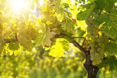 Sarmaşıkta bir demet beyaz üzüm