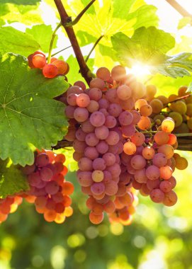 Sarmaşıkta bir demet pembe üzüm