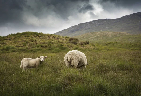 Irish Sheep Padang Rumput — Stok Foto