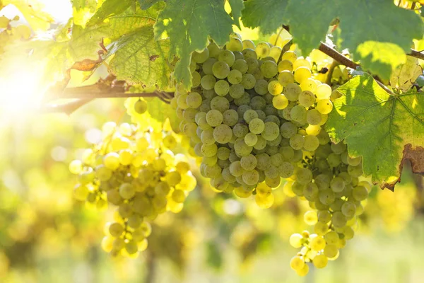 Sarmaşıkta bir demet beyaz üzüm