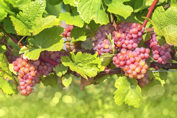 Bunch Pink Grapes Vine — Stock Photo, Image