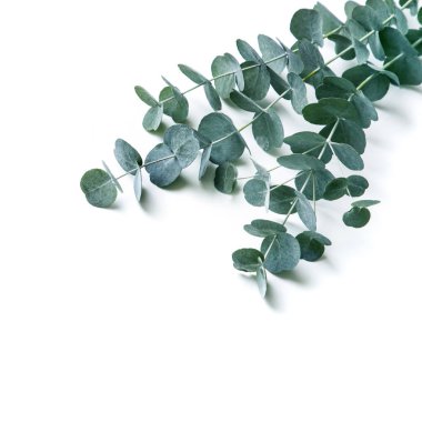 Beyaz bir arka plan üzerinde izole okaliptüs