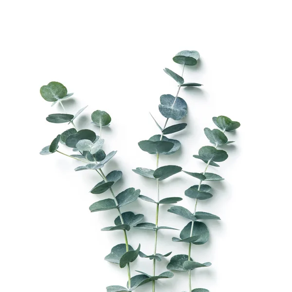 Eucalyptus Isolé Sur Fond Blanc — Photo