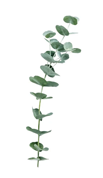 Eucalyptus Isolerad Vit Bakgrund — Stockfoto