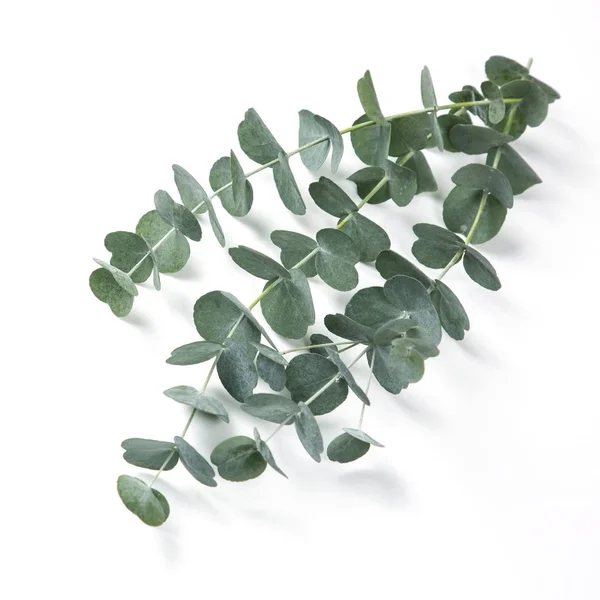 Eucalyptus Isolerad Vit Bakgrund — Stockfoto