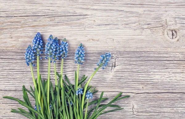 Blå Muscari Blommor Druvor Hyacint Trä Bakgrund — Stockfoto