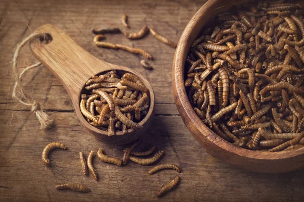 Jedlé mealworms — Stock fotografie