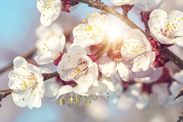 Kwitnące drzewo morelowe — Zdjęcie stockowe