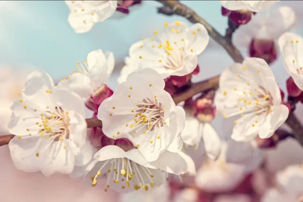 Blommande aprikosträd — Stockfoto