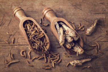 Yenilebilir mealworms ve çekirge