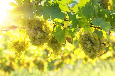 Bir demet Beyaz Üzüm