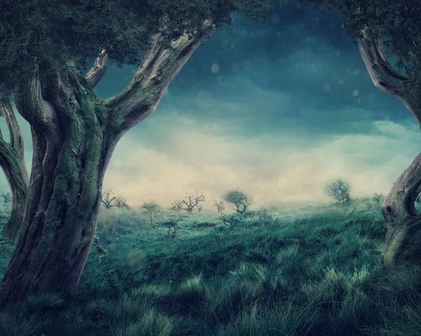 ป่าเวทมนตร์ — ภาพถ่ายสต็อก