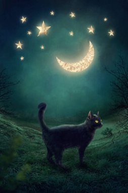 siyah kedi