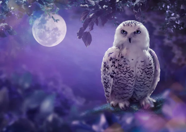 White Owl Night — Stock Photo, Image