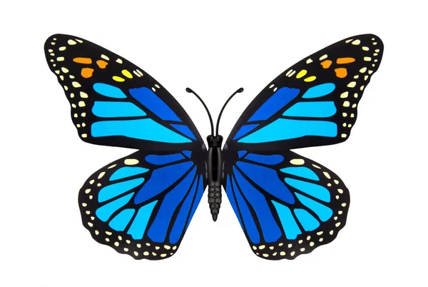 Beautiful Blue Colored Butterfly Isolated White Stock Image