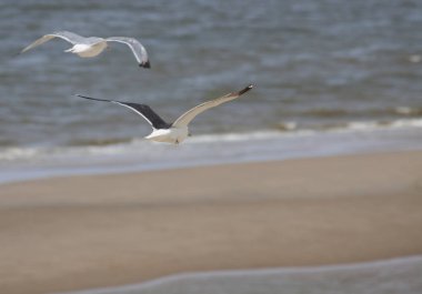 Sahil şeridi üzerinde Uçan Hollandalı martı