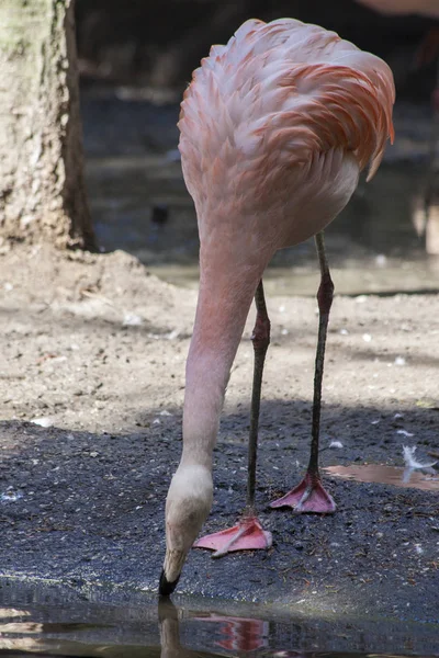 Flamingo Som Närbild Naturlig Bakgrund — Stockfoto