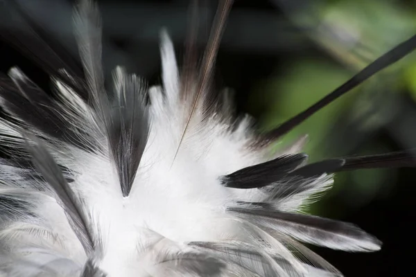 Frizzy feathers of a bird for background use